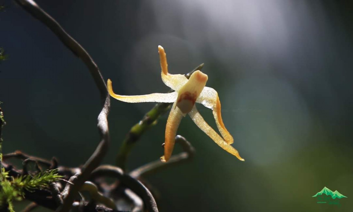 Thrixspermum walkeri Seidenf. & Ormerod